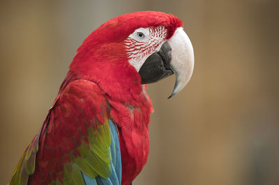 Close-up of bird