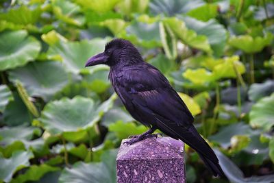 Raven corvus corax bird common beautiful  perched crow traditional japanese garden tokyo japan asia