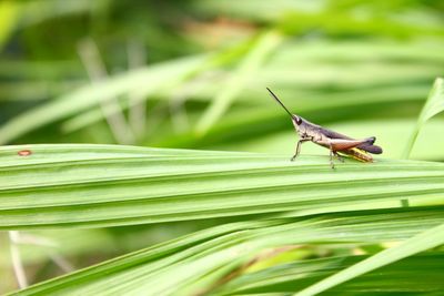 Close-up of insect on leaf