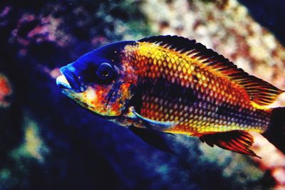 Close-up of fish swimming