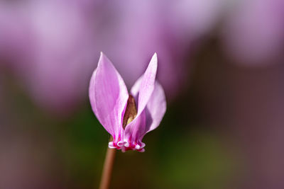 Close-up of pink crocus flower