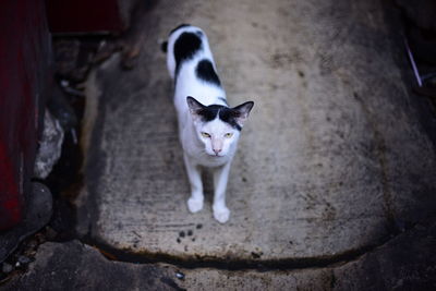 High angle portrait of cat standing outdoors