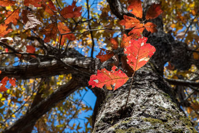 Low angle view of maple leaves on tree