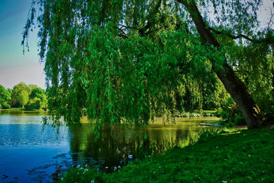 Scenic view of lake in forest against sky