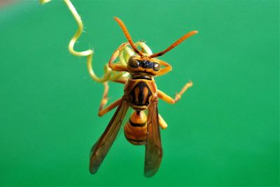 Macro photography of the yellow paper wasp 