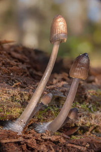 mushroom
