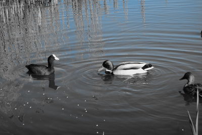 High angle view of ducks swimming in lake