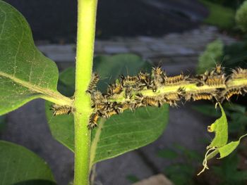 Close-up of insect on plant