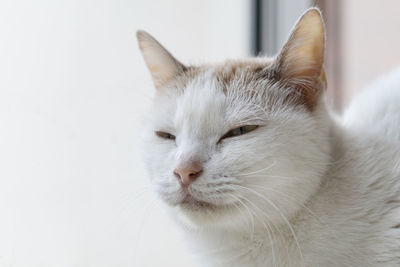 Close-up of a cat