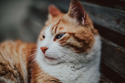 Close-up of cat looking away