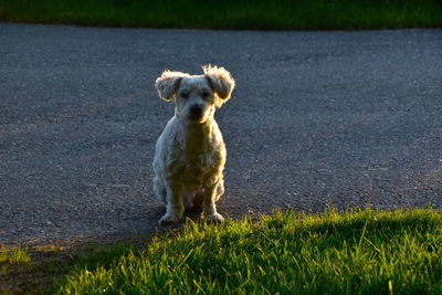 Portrait of dog standing on field