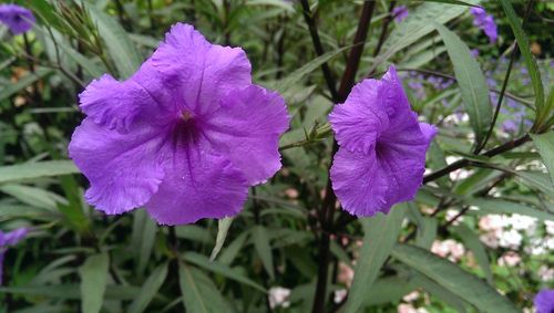 Close-up of purple flower