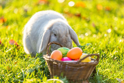 Eggs in basket