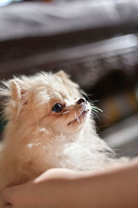 Close-up of a dog looking away