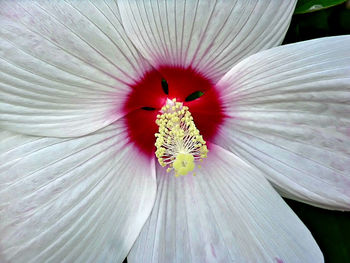 Close-up of flower blooming