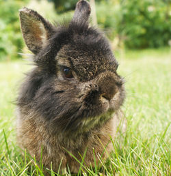 Close-up of rabbit on grassy field