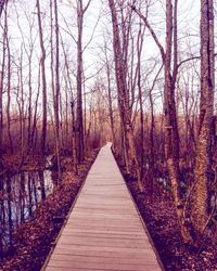 Boardwalk amidst trees in forest