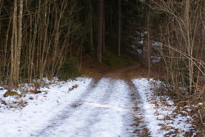 Trees in forest during winter