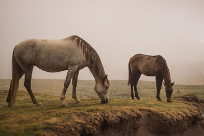 Horse standing on field against clear sky