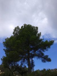 Low angle view of trees against sky