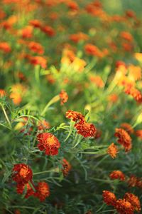 Close-up of orange flowering plants