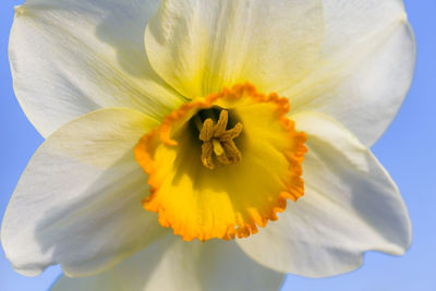 Close-up of flower against sky