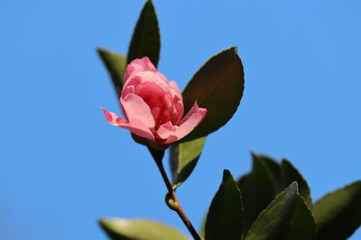 Close-up of pink flowering plant against blue sky