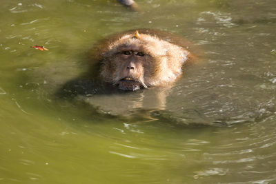 High angle view of monkey swimming in lake