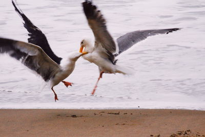 Seagulls flying over beach