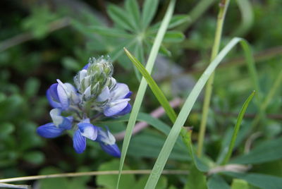 Close-up of purple flowers