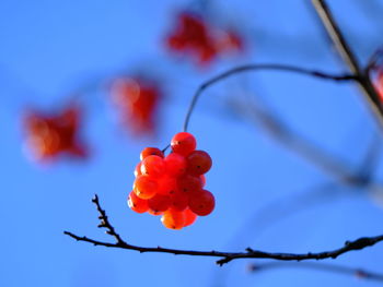 Close-up of red flowering plant