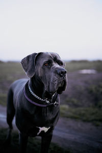 Close-up of grey carne corso dog against clear sky