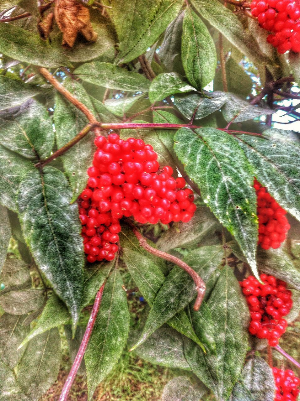 red, fruit, food and drink, freshness, healthy eating, food, leaf, growth, plant, green color, strawberry, close-up, high angle view, nature, ripe, berry fruit, day, growing, outdoors, no people