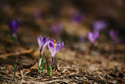 Close-up of crocuses growing on field