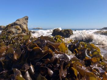 Close-up of rocks on beach against clear sky