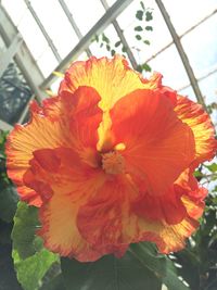 Close-up of orange flower