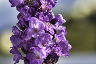 Close-up of water drops on purple flowering plant