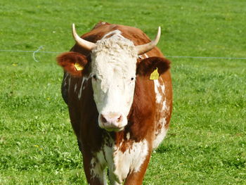 Portrait of cow on field