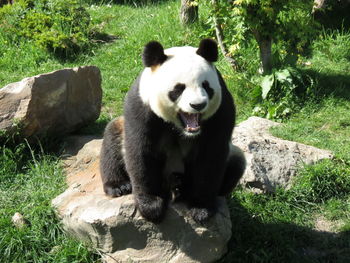 Panda sitting on rock