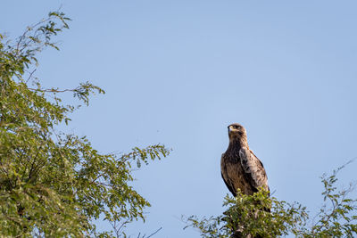 Low angle view of eagle perching on branch against sky