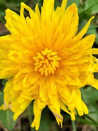 Close-up of yellow flowering plant