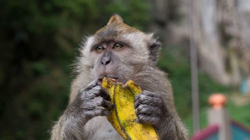 Close-up of monkey eating banana outdoors