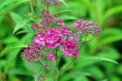 Close-up of pink flowering plant