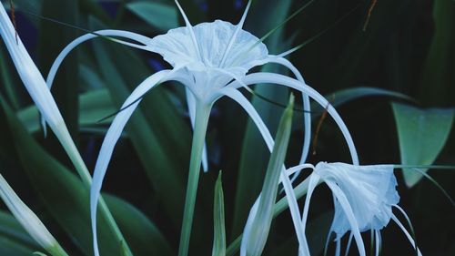 Close-up of flowering plant against black background