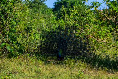 View of a bird on field