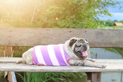 Dog sitting on bench in park