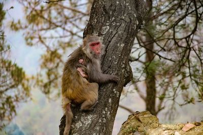 Monkey sitting on tree