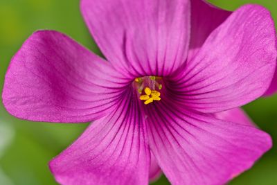 Close-up of purple flower