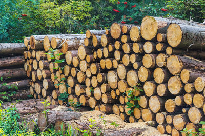 Stack of logs