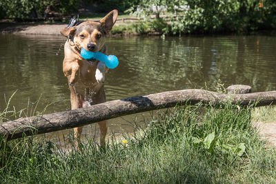 Full length of dog on lake